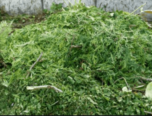 Déchets verts, qu’en faire ?