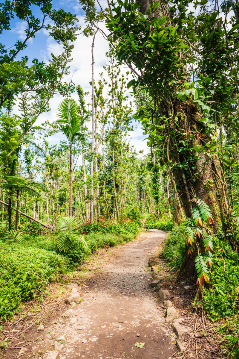 The Angelito Trail at El Yunque National Forest is a popular and easy hike ends with a refreshing natural pool at Río Mameyes (Mameyes River).